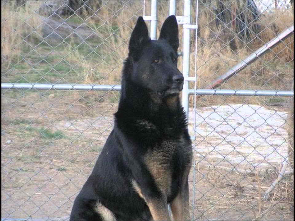 King German Shepherd For Sale