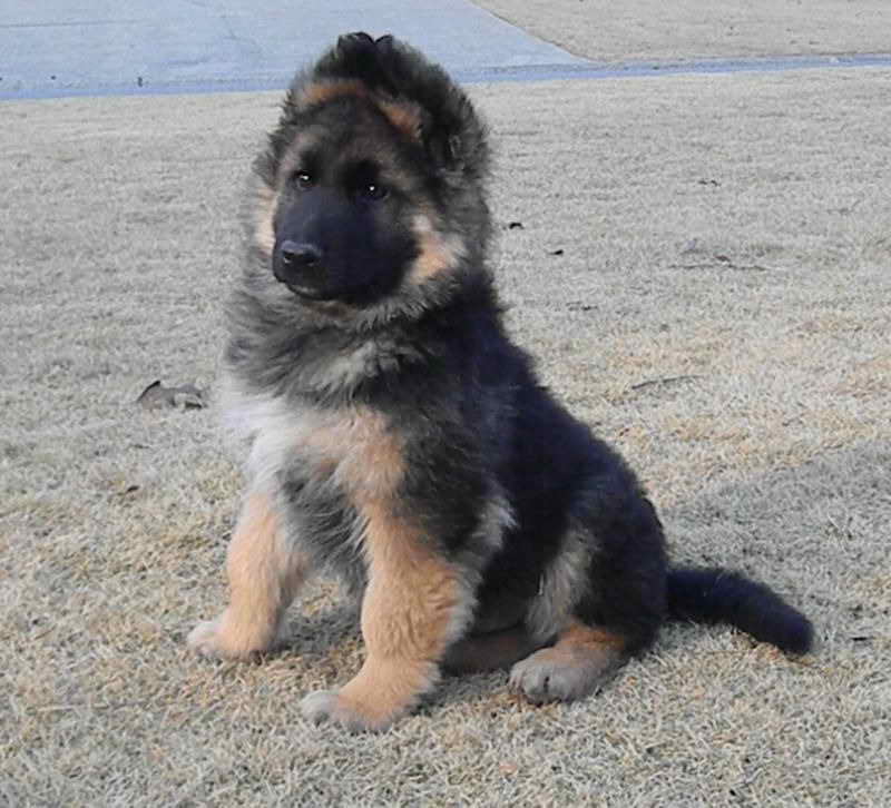 King German Shepherd Puppies