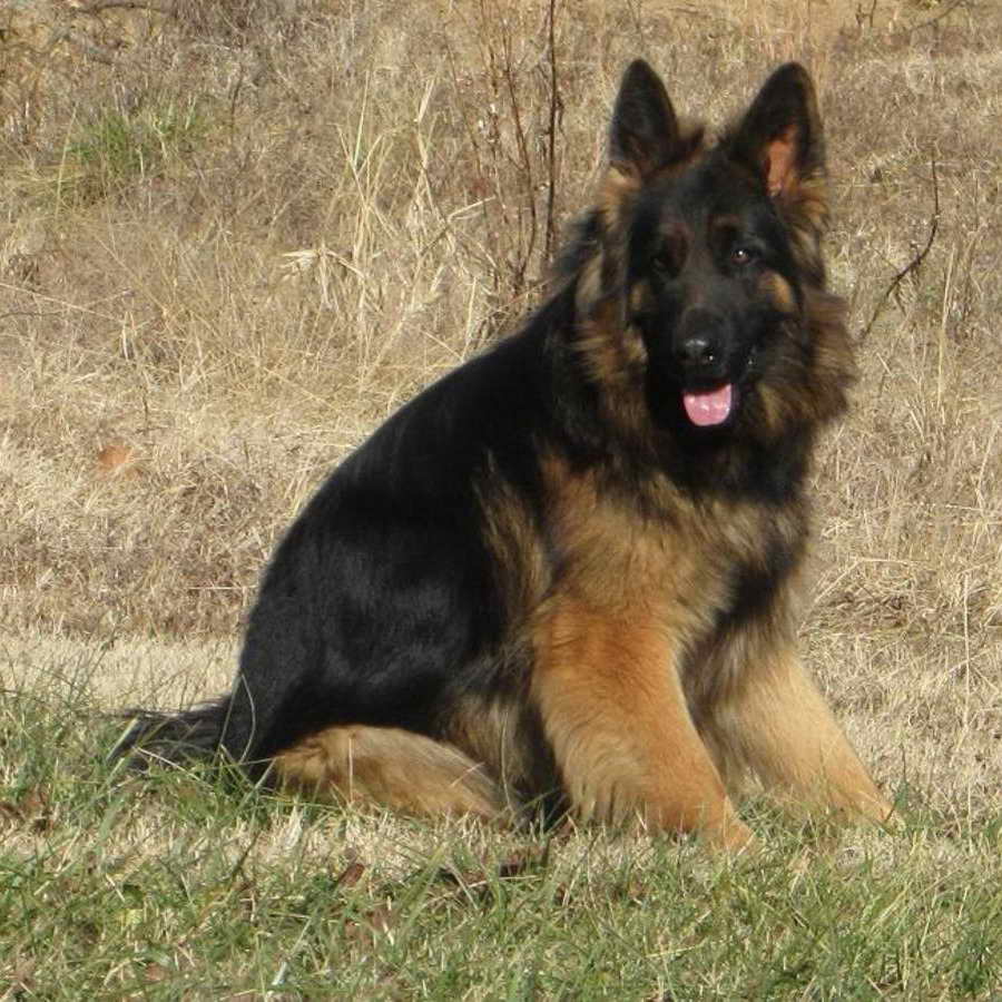 King German Shepherd