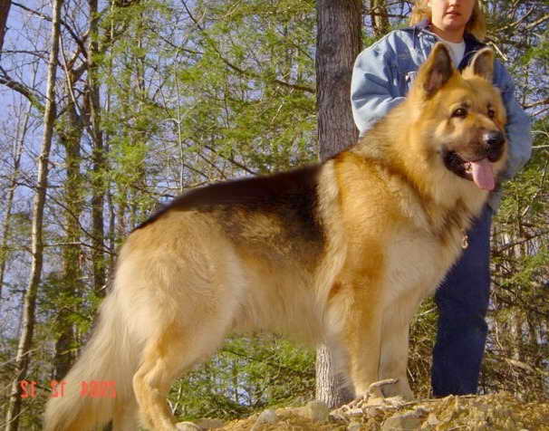 King Size German Shepherd