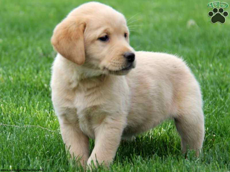 Lab And Golden Retriever Mix Puppies For Sale