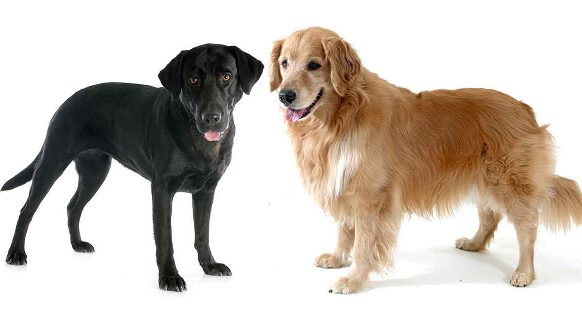 Lab And Golden Retriever