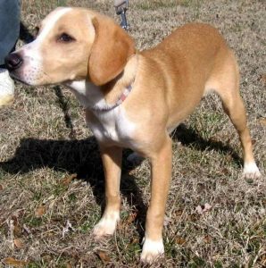 Lab Beagle Mix