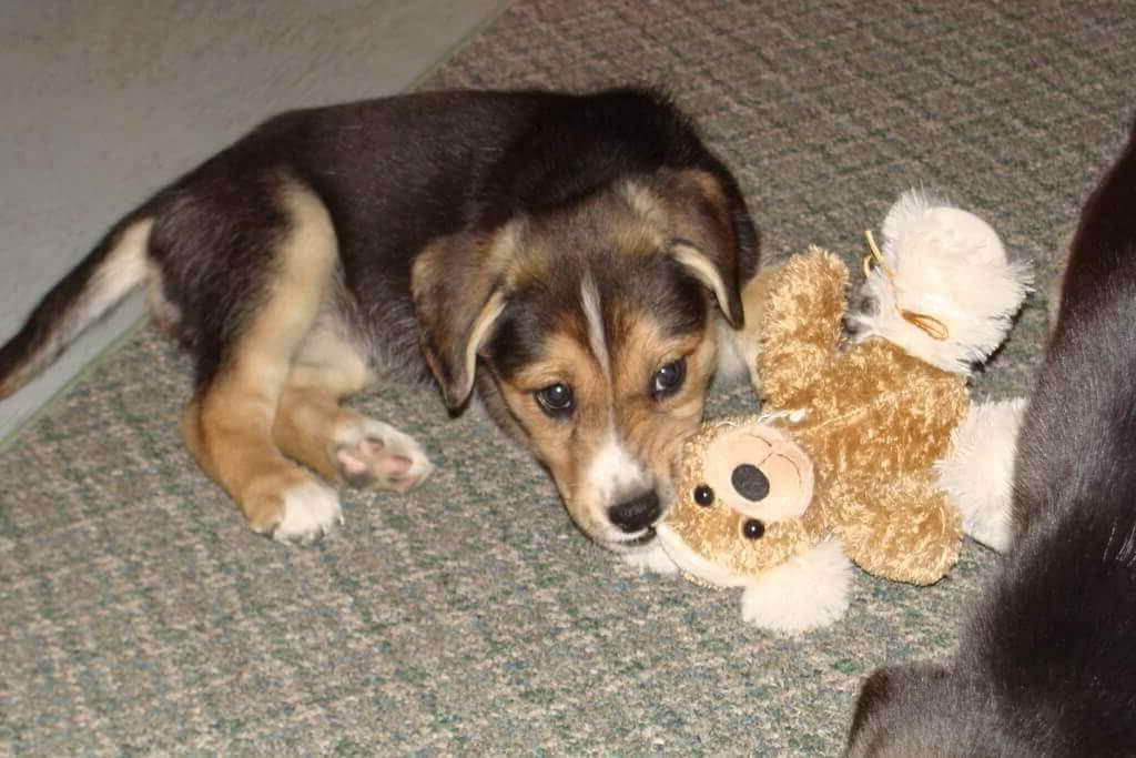 Lab Beagle Mix For Adoption