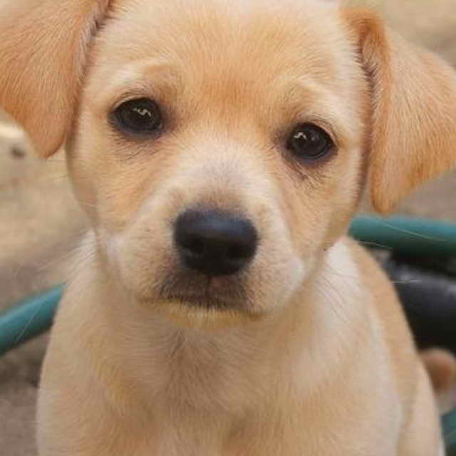 Lab Chihuahua Mix Puppies Sale