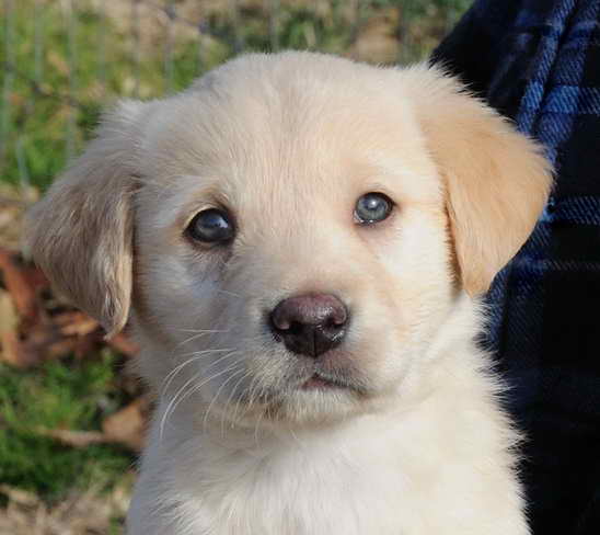 Lab Golden Retriever Mix Rescue