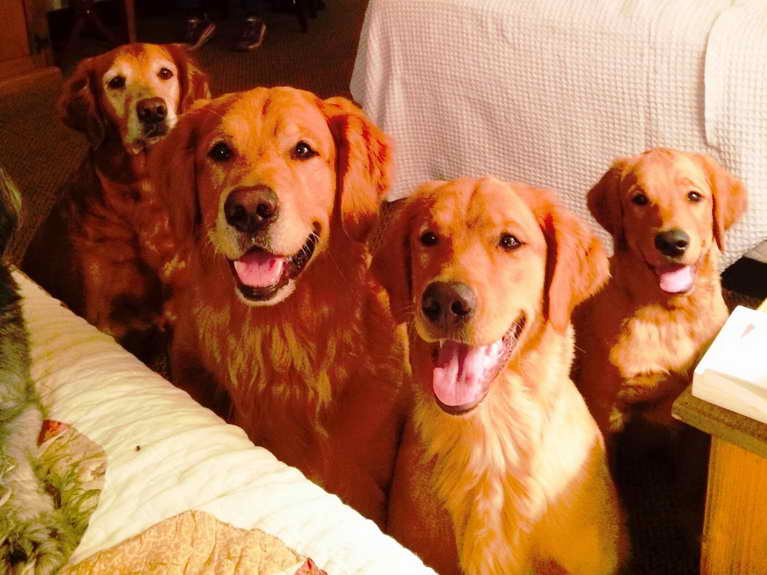 Lab Golden Retriever Puppies