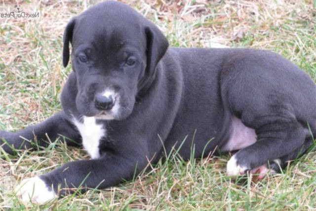 Lab Great Dane Mix For Sale