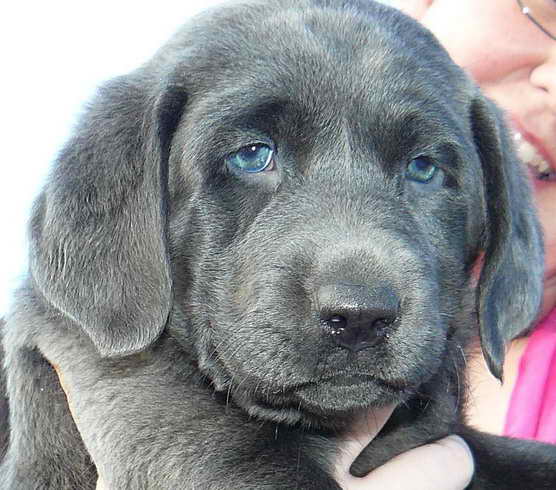 Labrador Adoption Colorado