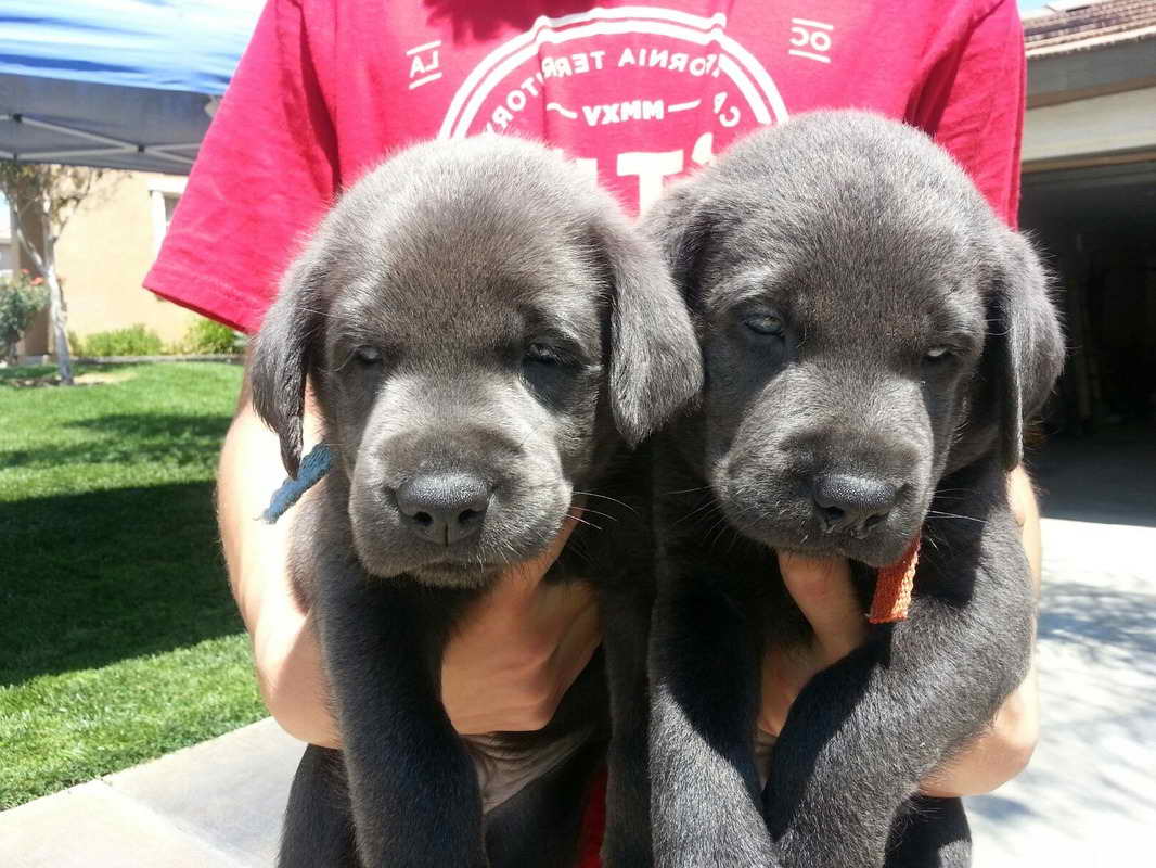 Labrador Adoption Los Angeles