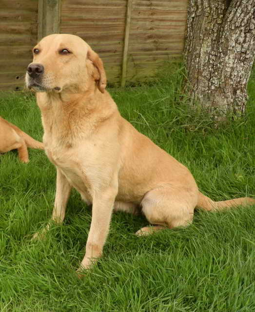 Labrador Adults