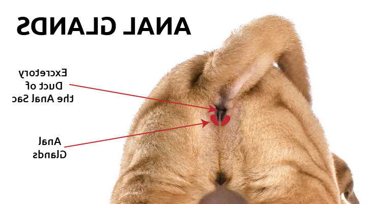 Labrador Anal Gland