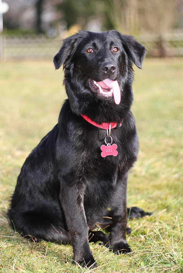 Labrador And Border Collie Mix