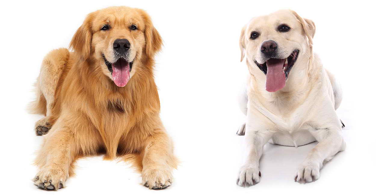 Labrador And Golden Retrievers