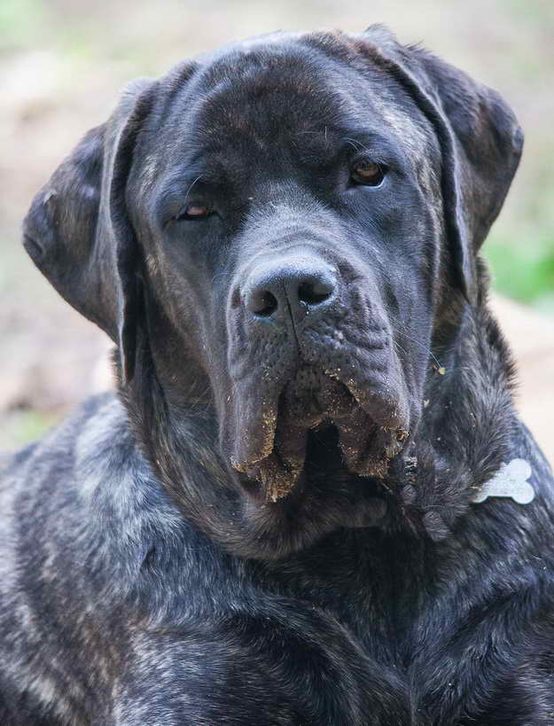 Labrador And Mastiff Mix