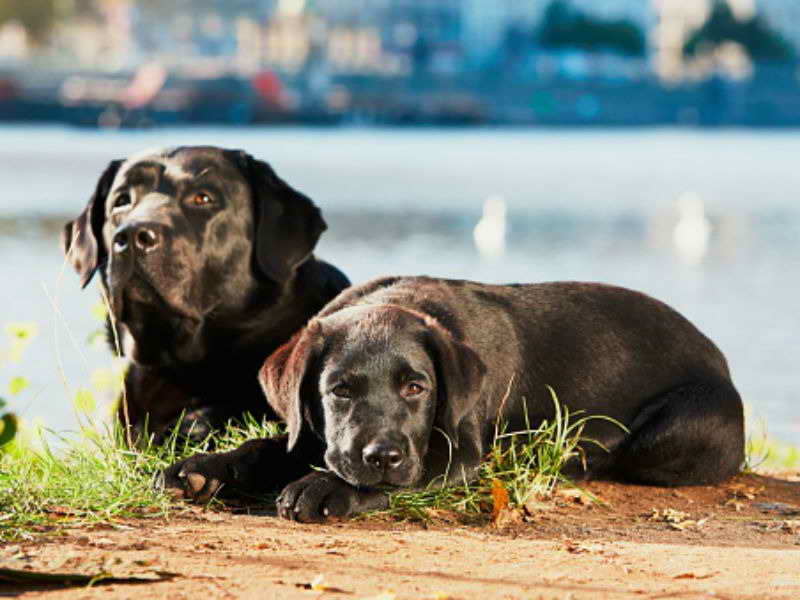 Labrador Atlanta