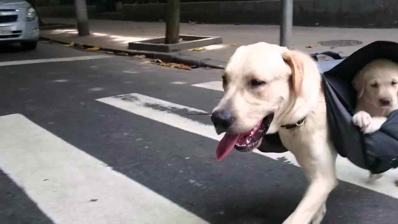 Labrador Backpack