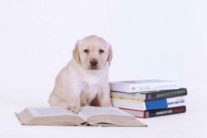 Labrador Books