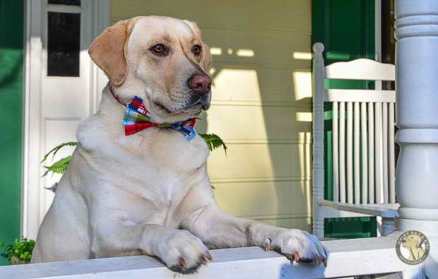 Labrador Bow Tie