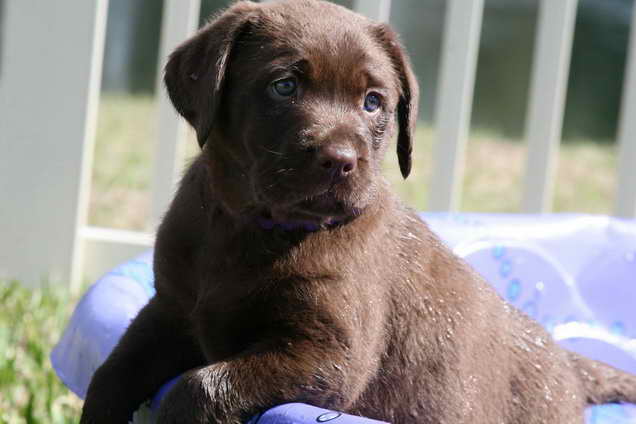 Labrador Breeder Florida