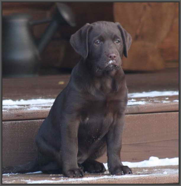 Labrador Breeder Indiana