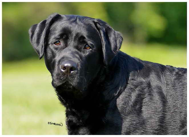 Labrador Breeder Nj