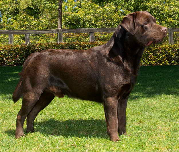 Labrador Breeder Northern California