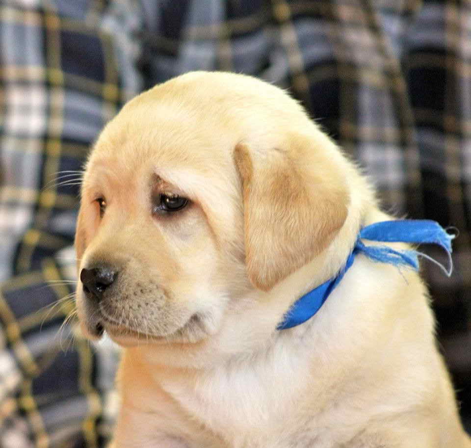 Labrador Breeder Ny