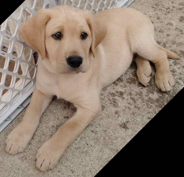 Labrador Breeders Bay Area