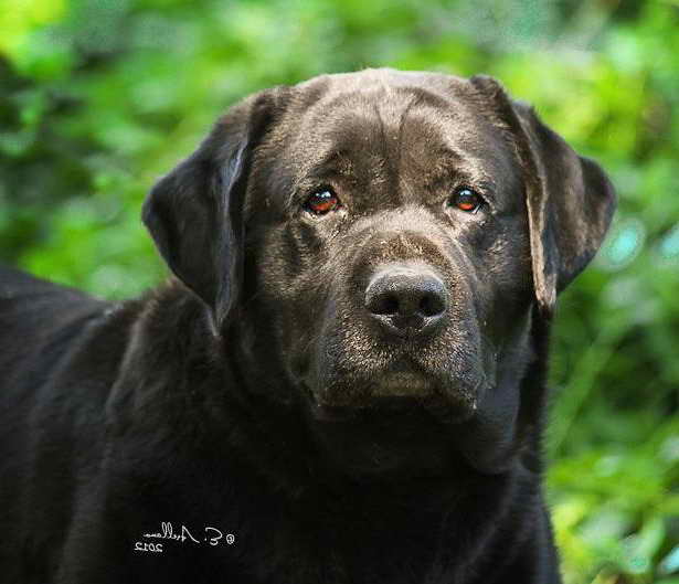 Labrador Breeders Colorado