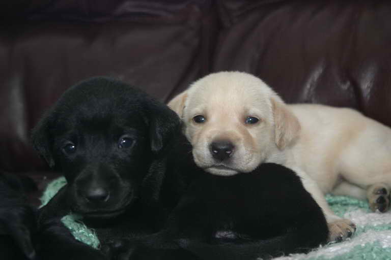 Labrador Breeders In Connecticut