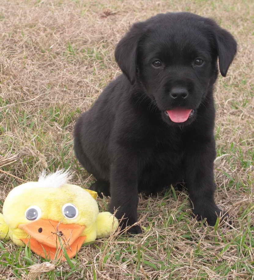 Labrador Breeders In Florida