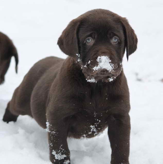 Labrador Breeders In Ga