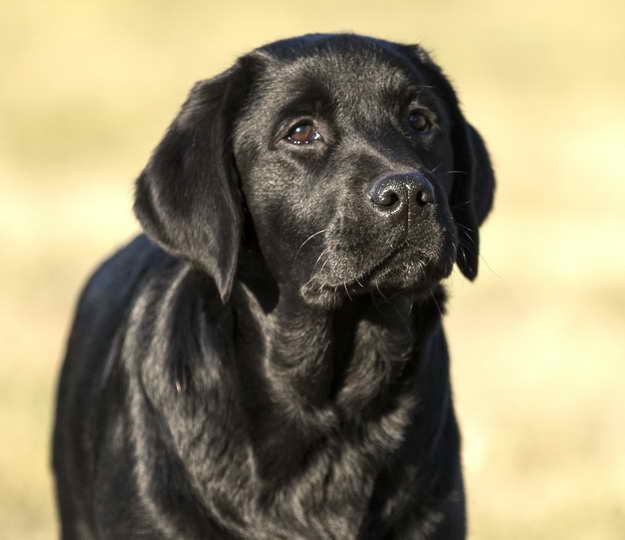 Labrador Breeders In Georgia