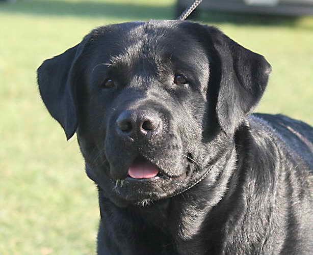 Labrador Breeders In Ma