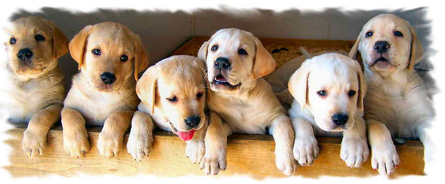 Labrador Breeders In Maryland