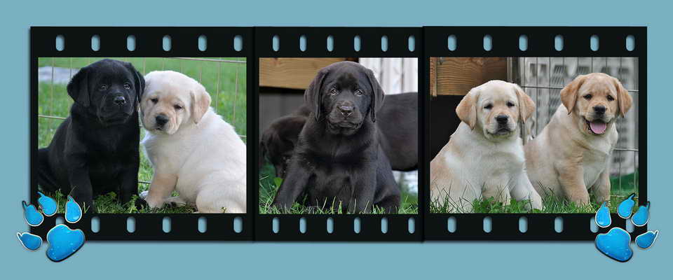 Labrador Breeders In Massachusetts