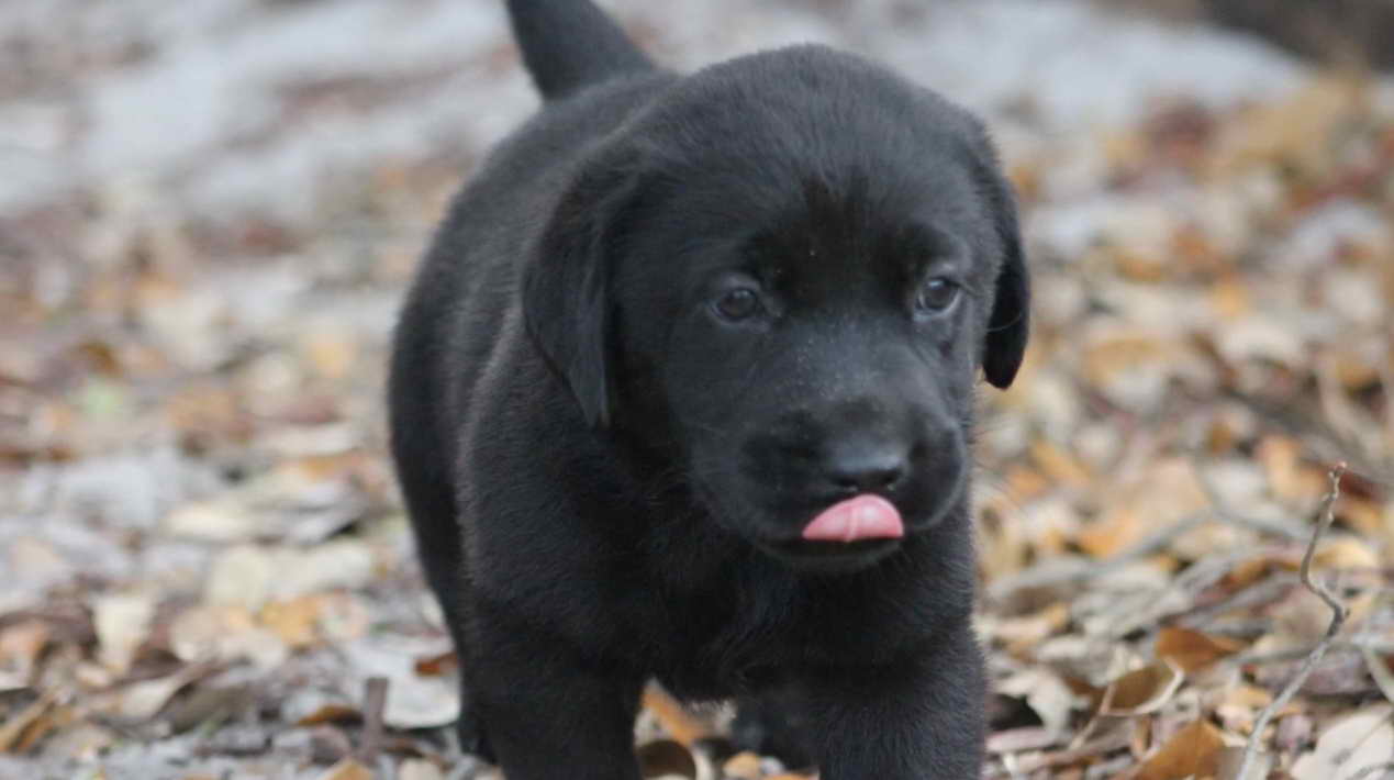 Labrador Breeders In Miami