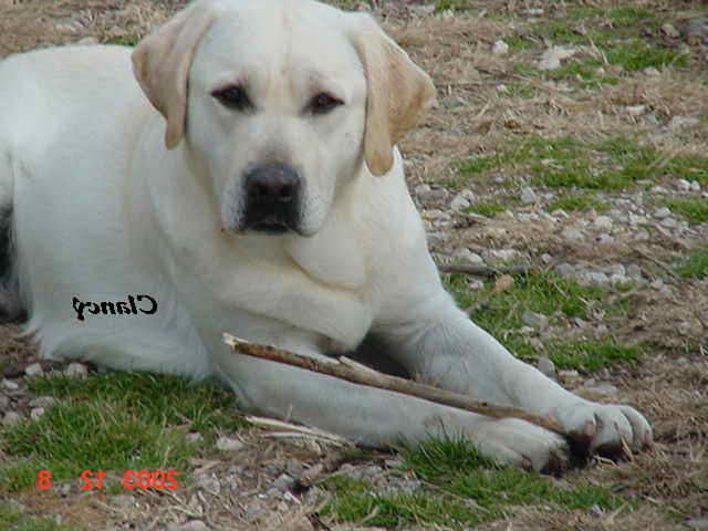 Labrador Breeders In Michigan