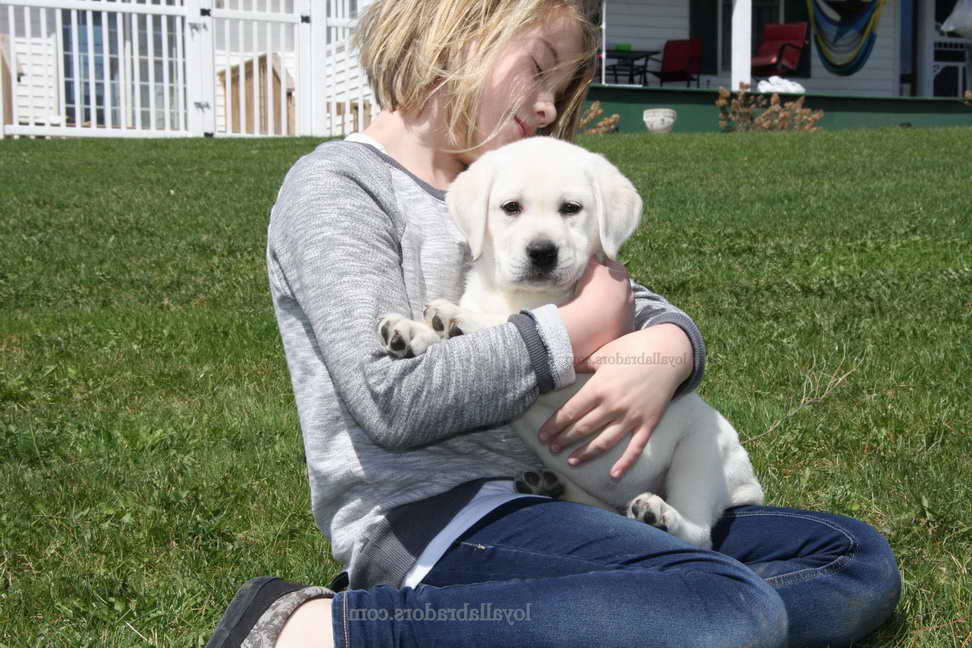 Labrador Breeders In Nebraska