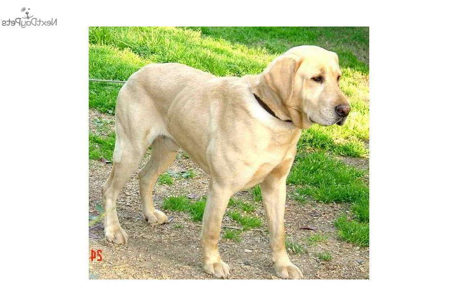 Labrador Breeders In Nj