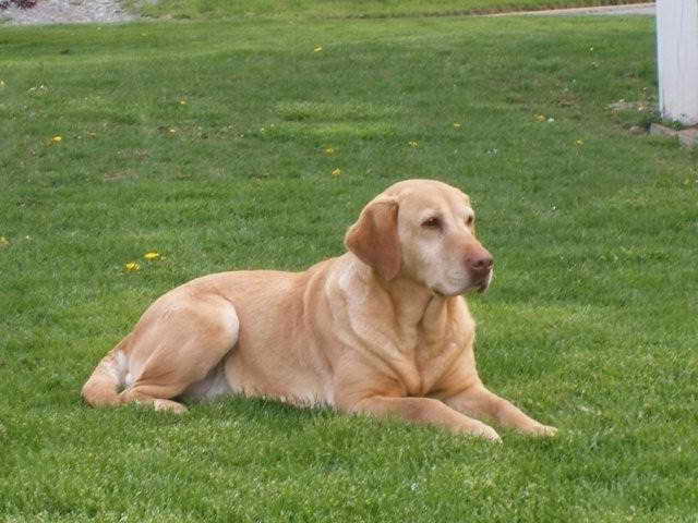 Labrador Breeders In Pa