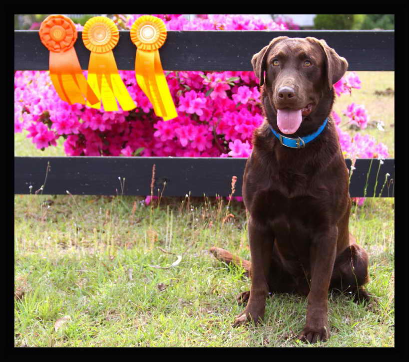 Labrador Breeders In Sc