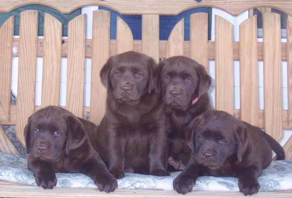 Labrador Breeders In South Florida