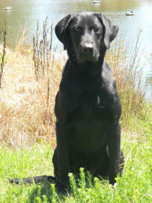 Labrador Breeders In Va