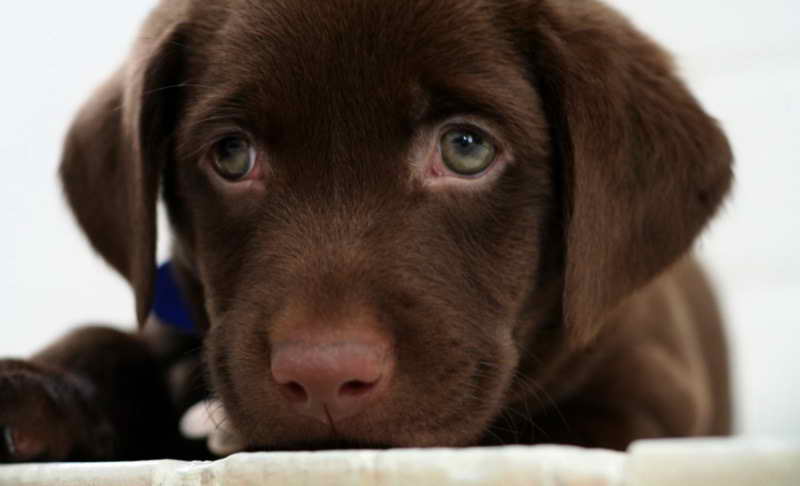 Labrador Breeders Maine