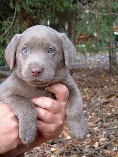 Labrador Breeders Mn