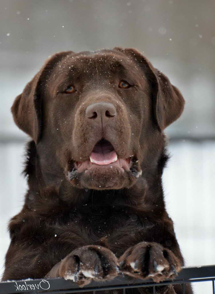 Labrador Breeders New York