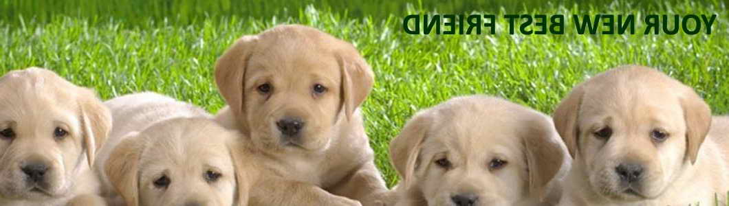 Labrador Breeders San Diego