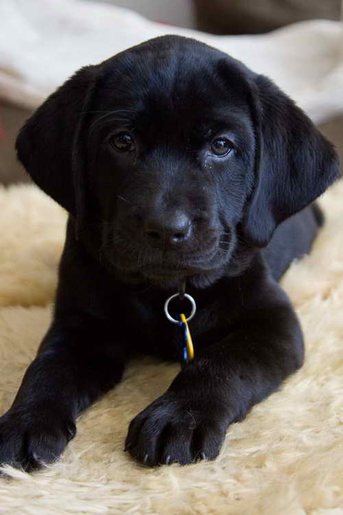 Labrador Breeders Seattle